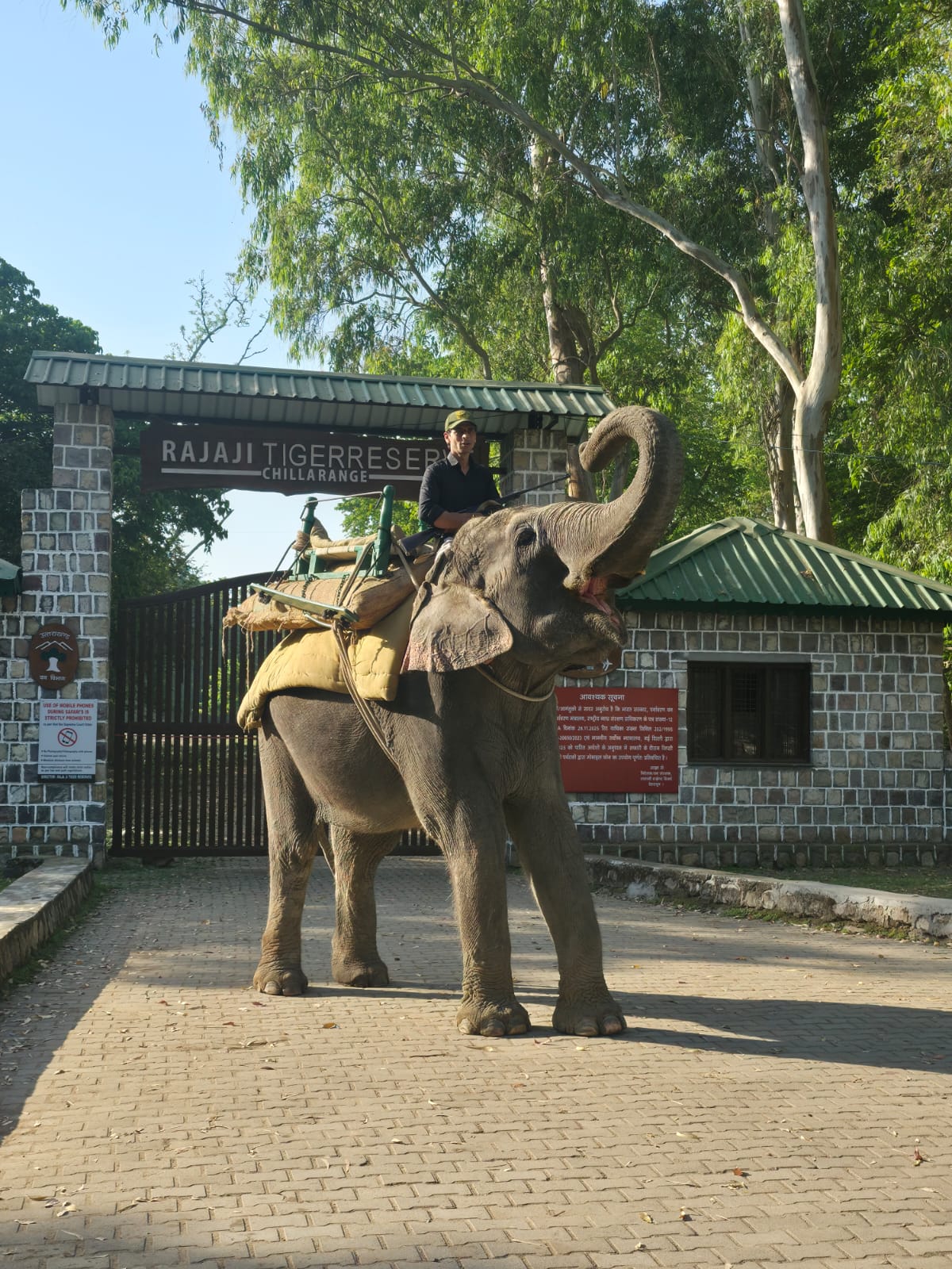 Elephant herd foraging on grassland trail