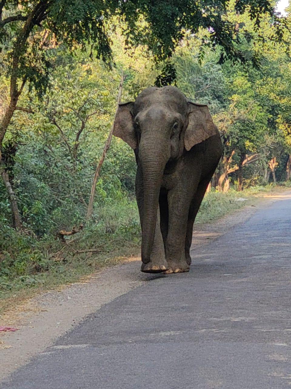 Huge Asian Elephant walking down jungle road in Rajaji