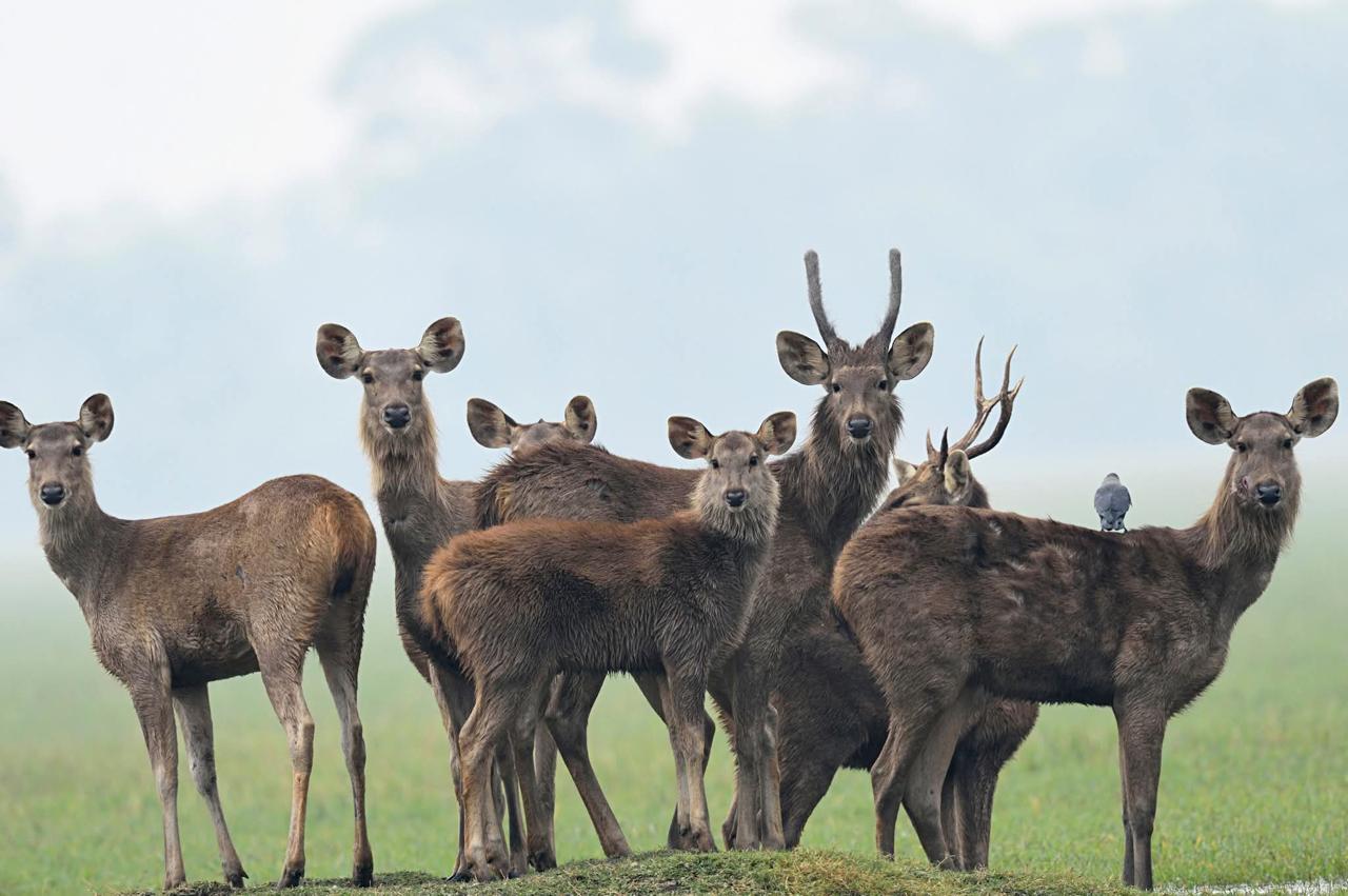 Herd of Barasingha Swamp Deer in Jhilmil Jheel Reserve