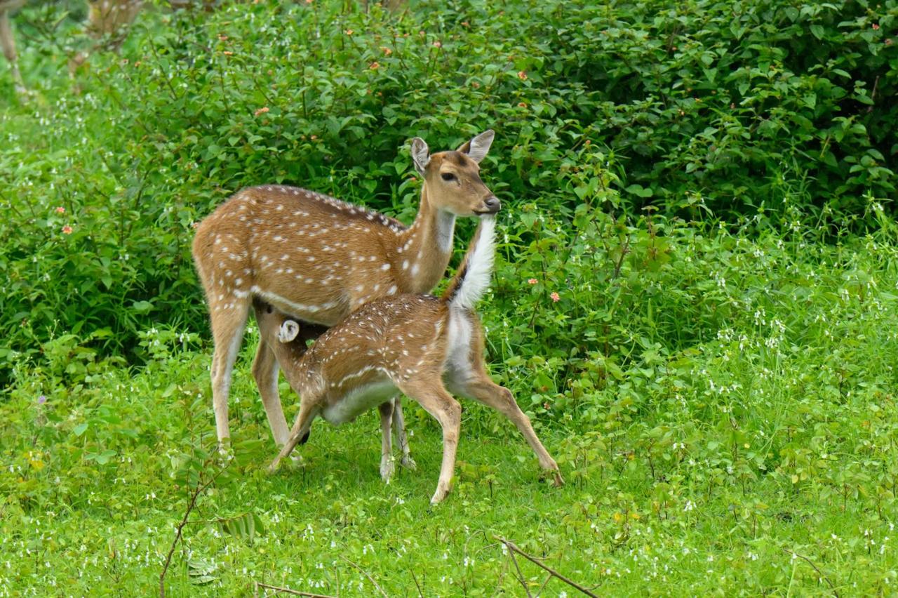 Spotted Deer mother nursing tiny fawn in green grass