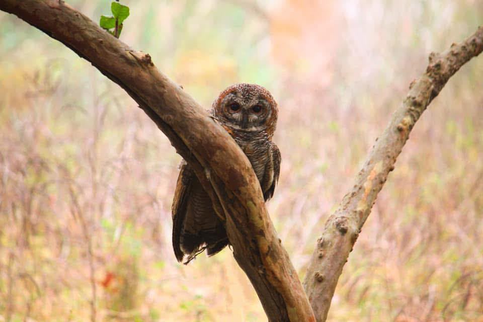 Spotted Owlet peeking out from hollow tree cavity