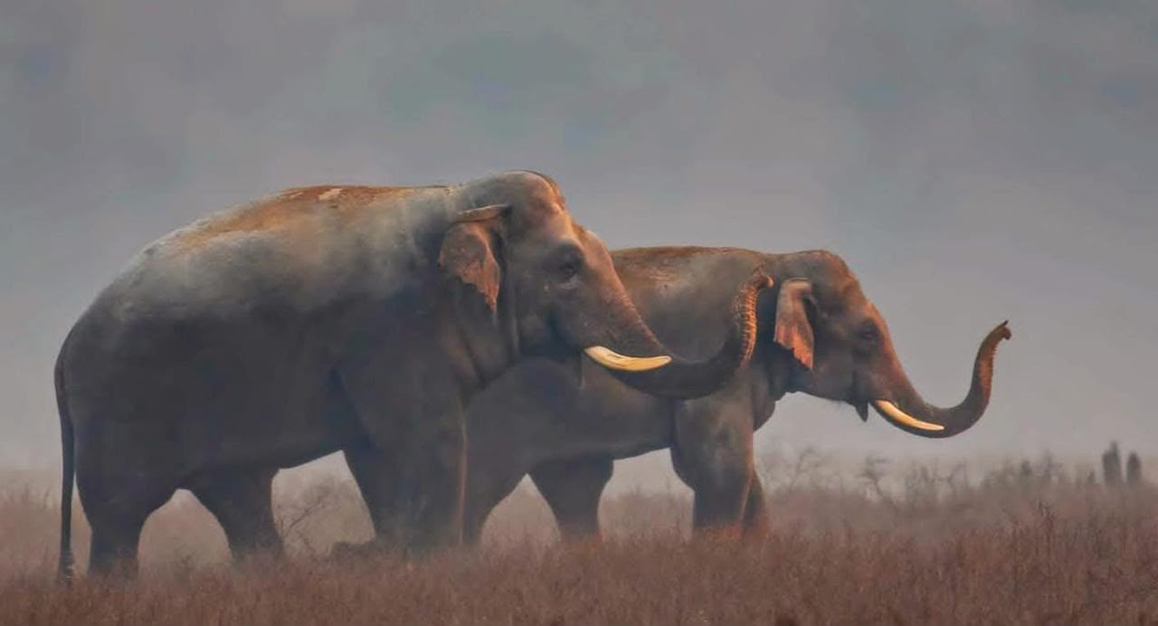 Two wild Elephants traversing Shivalik foothills