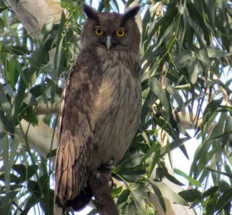 Brown Fish Owl perched on tree branch near river