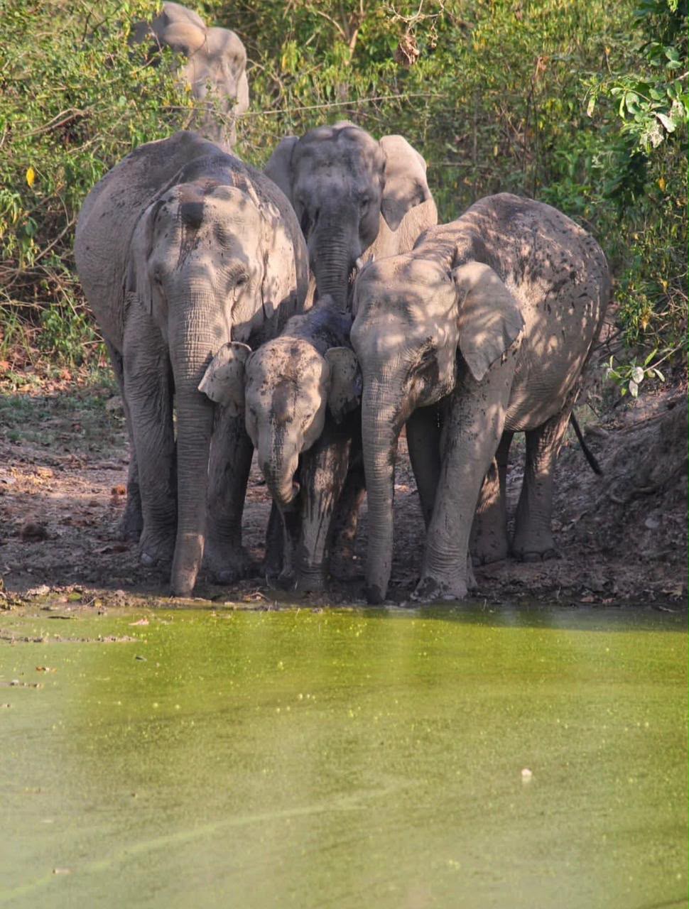 Wild Asian Elephants bathing and drinking water together