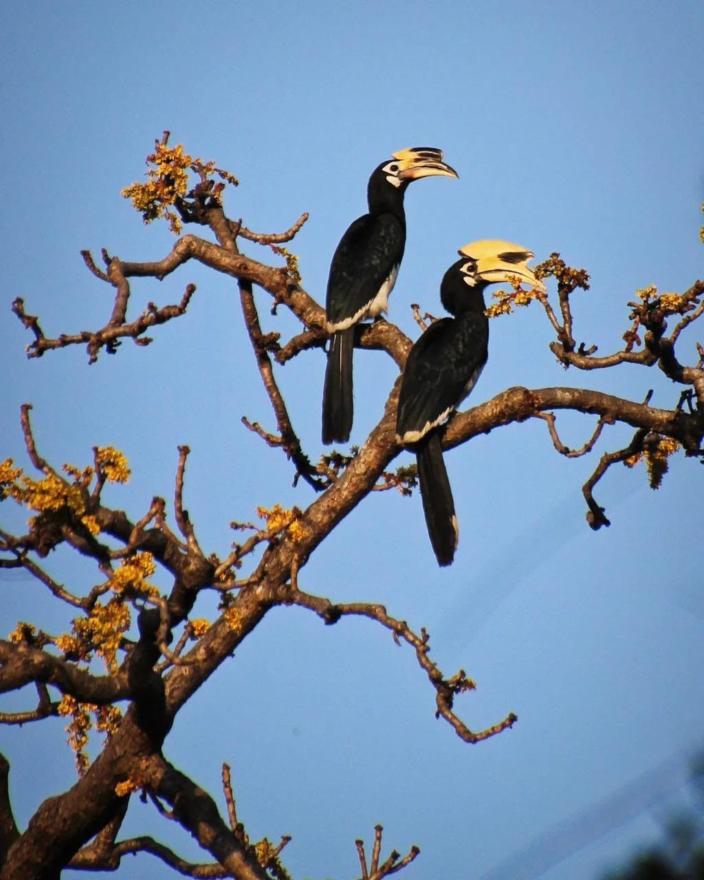 Pair of Great Hornbills perched high on forest canopy