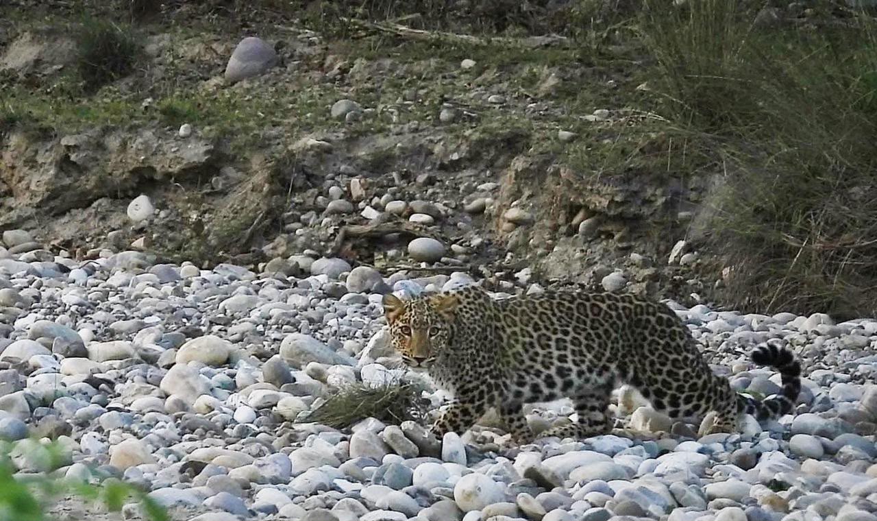 Leopard cub moving across rocky stream riverbed