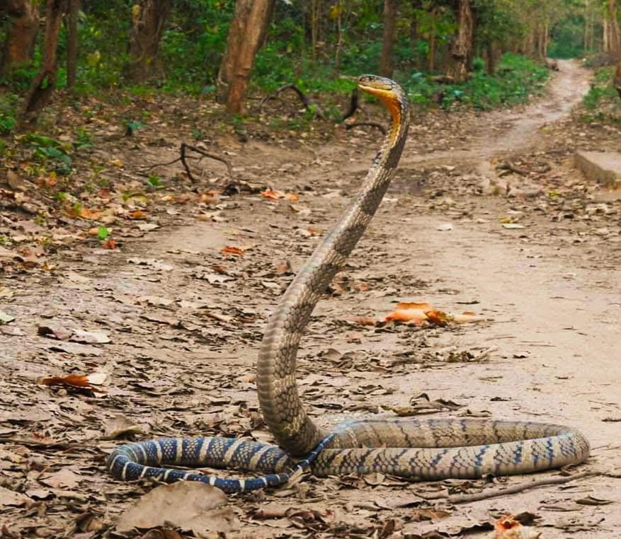 Large Indian Rock Python moving across safari dirt path