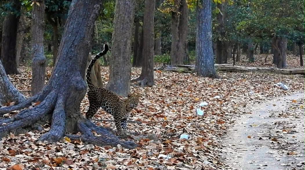 Barking Deer on dusty jungle road