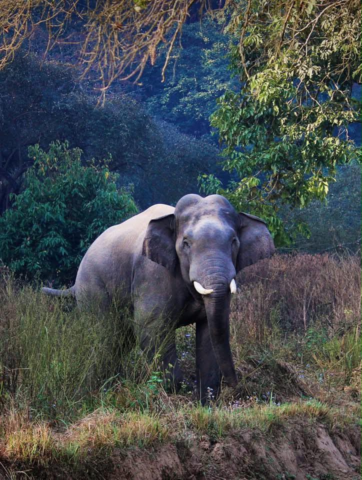 Tusker Elephant grazing peacefully on green hill slope