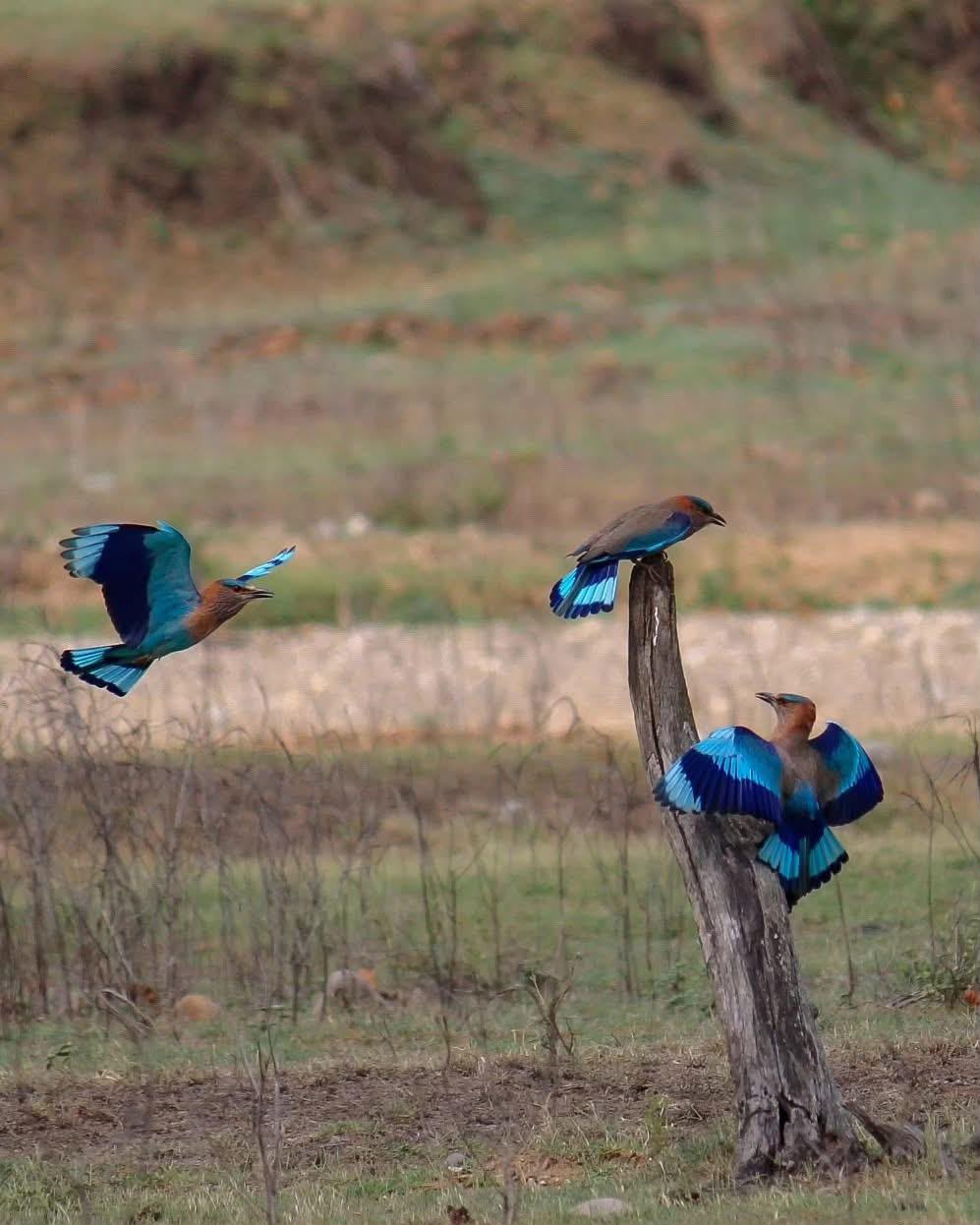 Pair of Indian Roller birds with bright turquoise wings