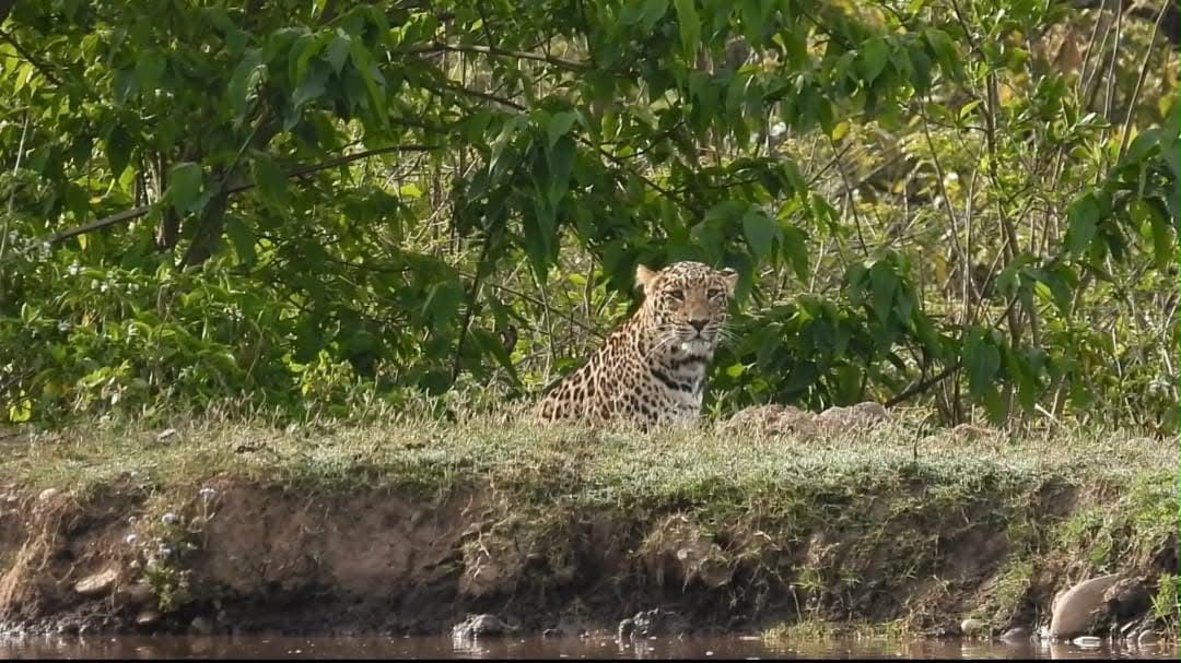 Leopard stalking along scenic riverbank in tiger reserve