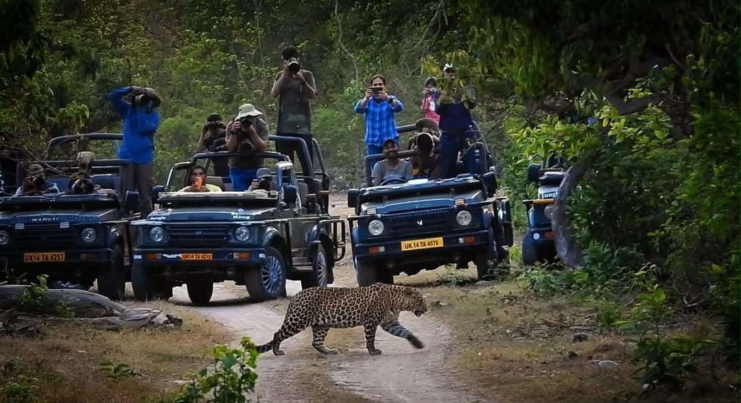Safari Gypsy Convoy Encountering Wildlife in Rajaji