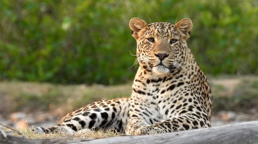 Indian Leopard relaxing on grassland in Rajaji National Park