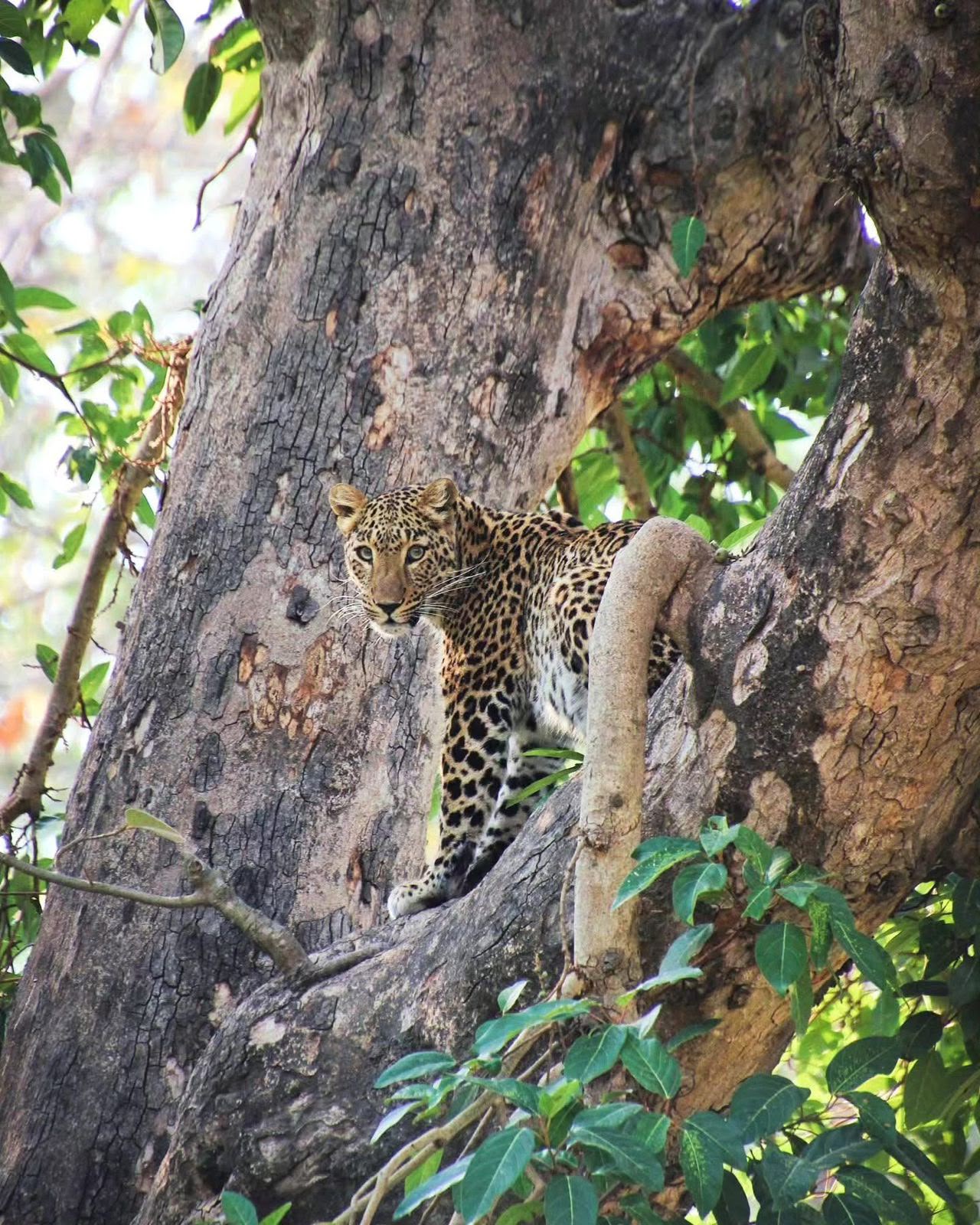 Young Leopard cub climbing tree trunk during safari