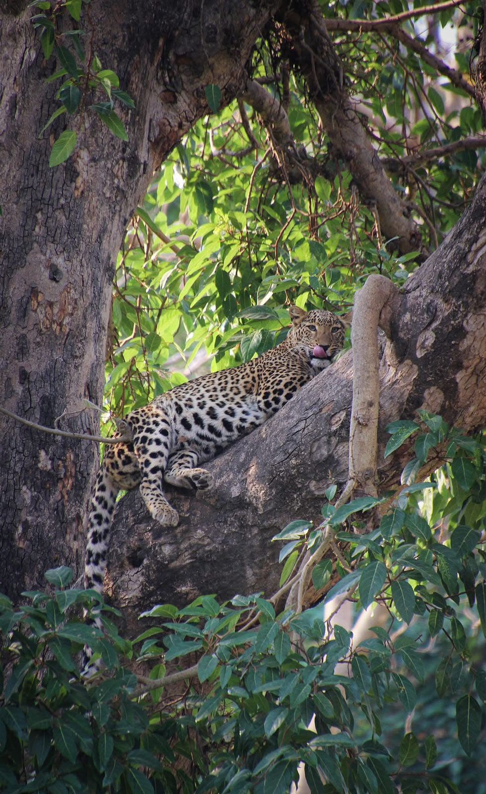 Leopard resting securely among high tree branches