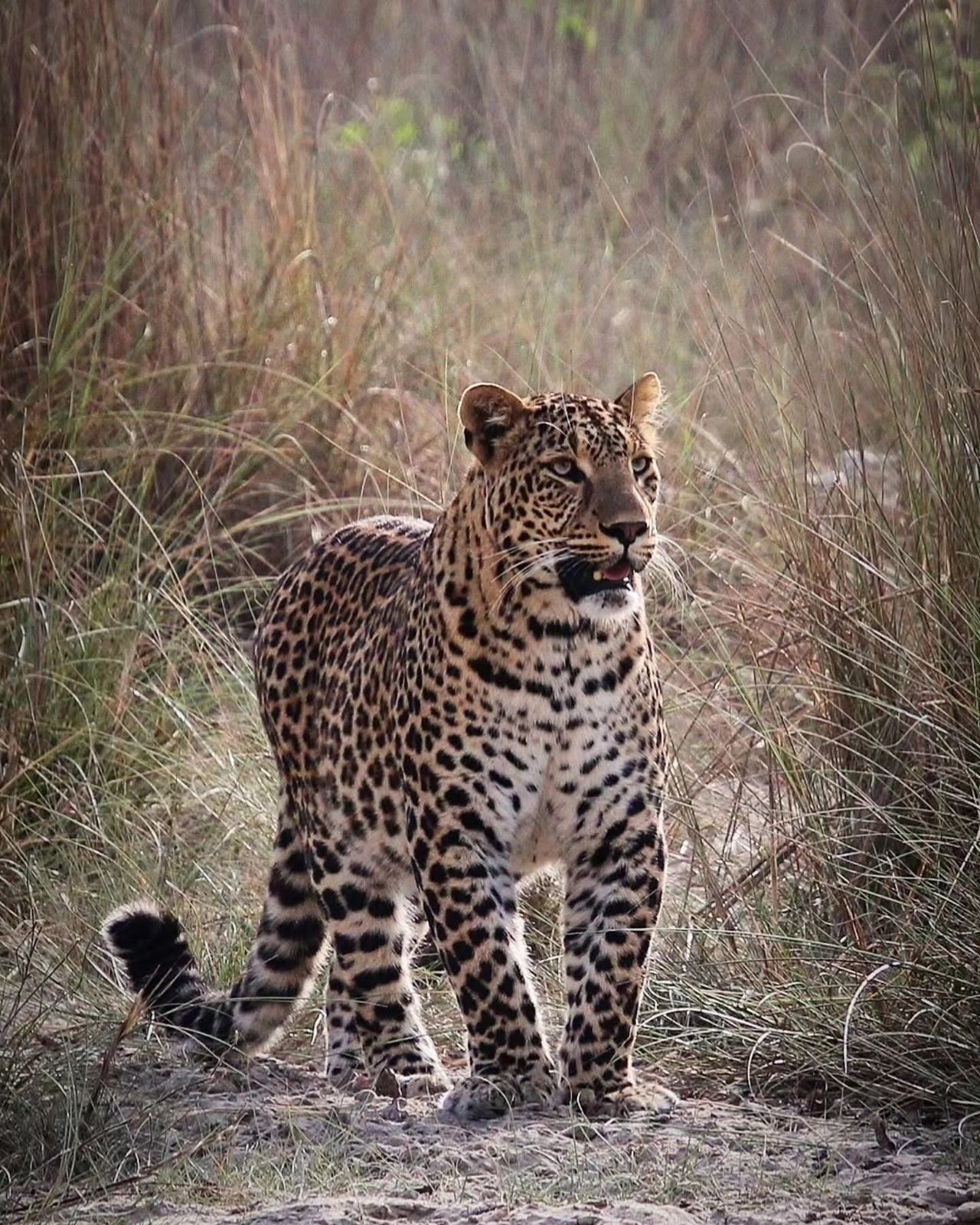 Alert Leopard standing tall in jungle foliage