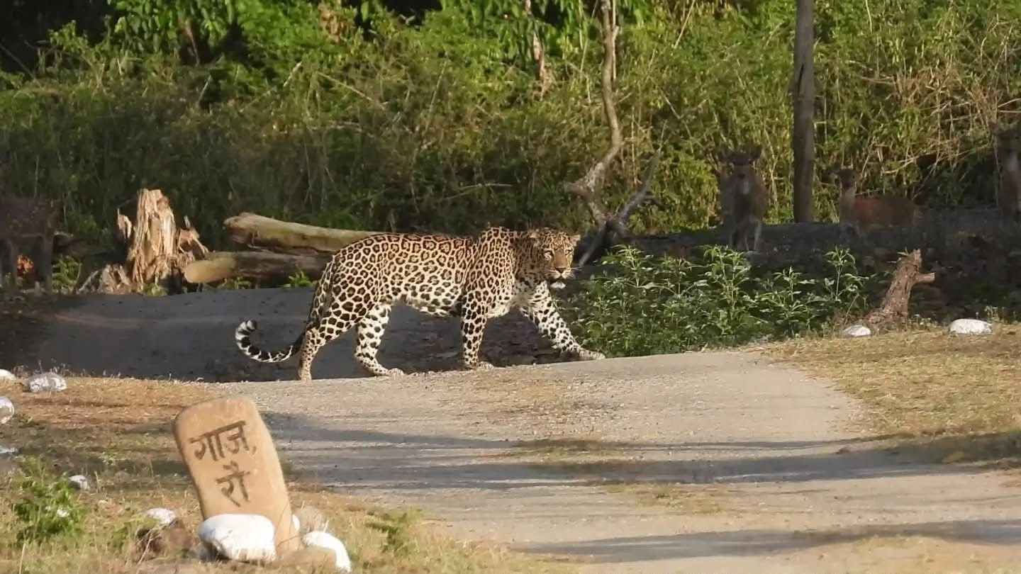 Wild Leopard casually crossing dirt safari track
