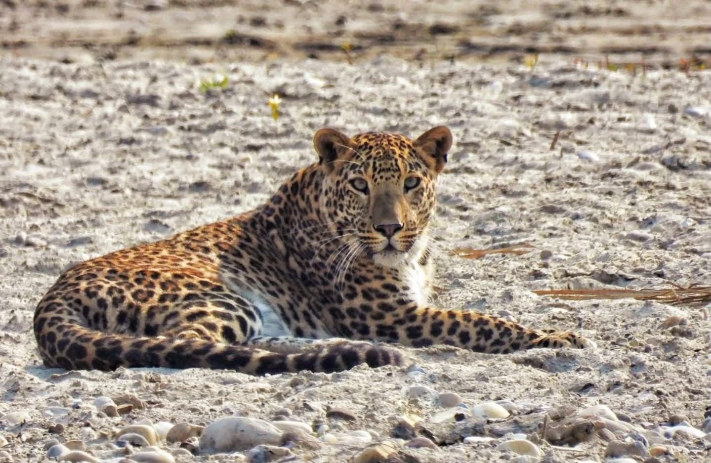 Indian Leopard lying relaxed on sandy stream bed