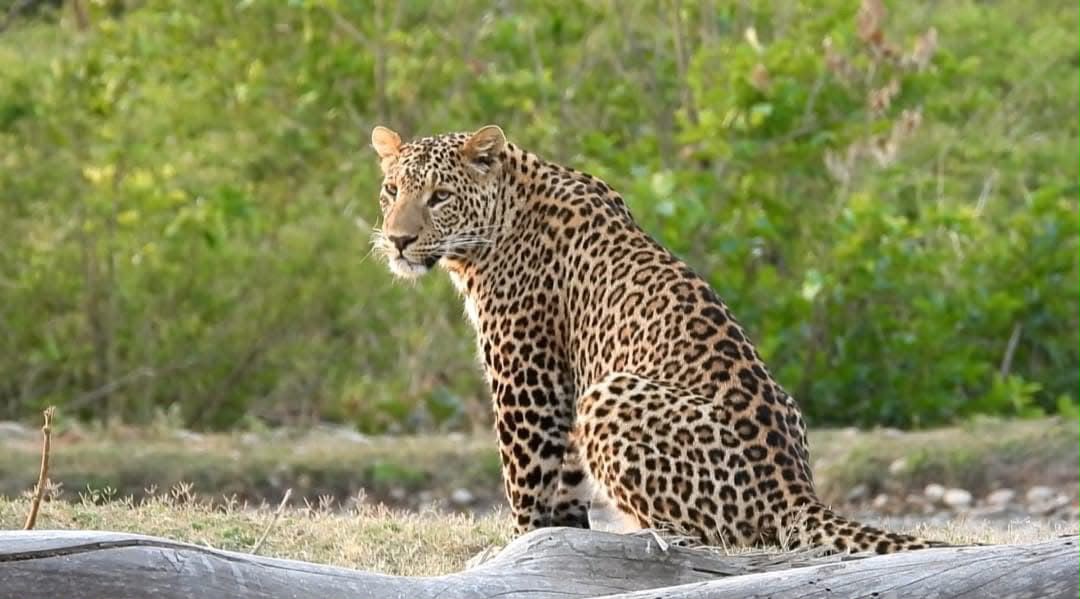 Curious young Leopard cub watching safari vehicle