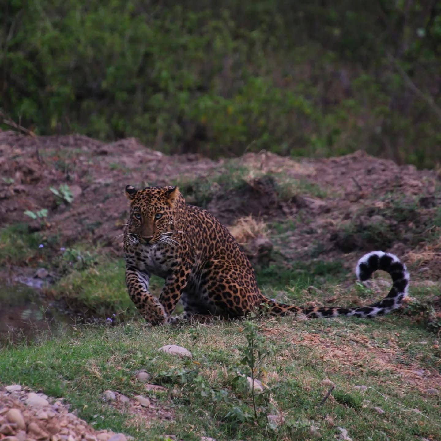 Leopard moving stealthily through rocky ravine