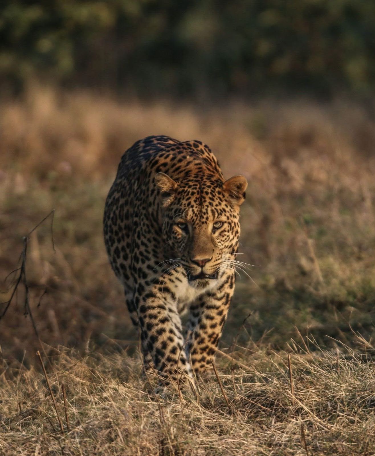 Wild Indian Leopard staring directly forward in Rajaji Tiger Reserve