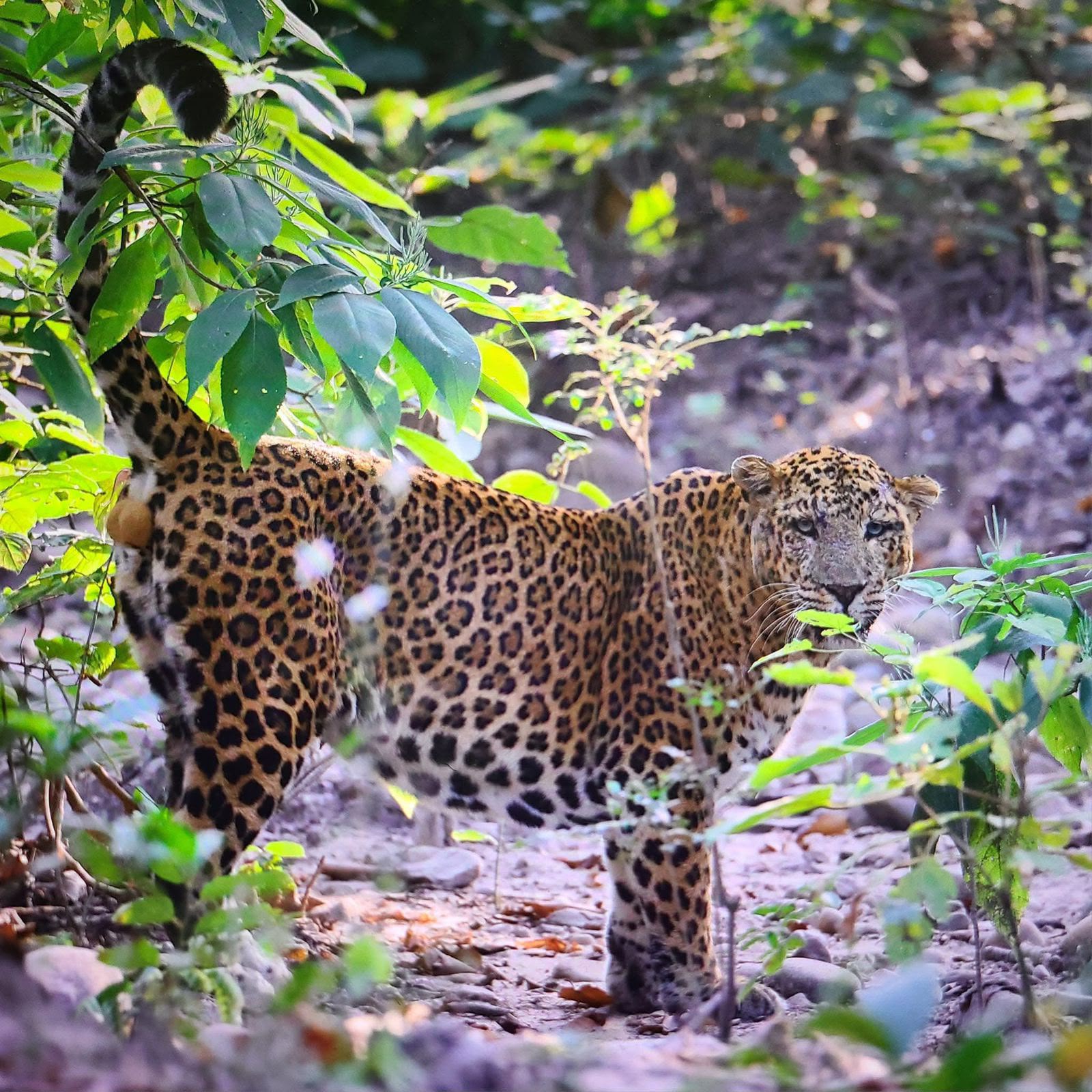 Full profile view of Leopard walking through monsoon greenery