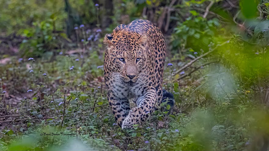 Leopard peeking with sharp eyes through dense bush foliage