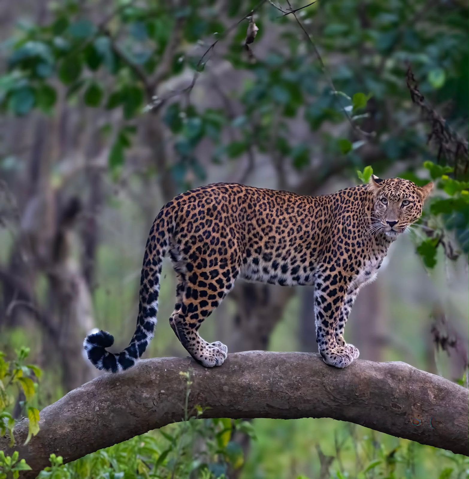 Wild Leopard balancing on fallen tree log in forest