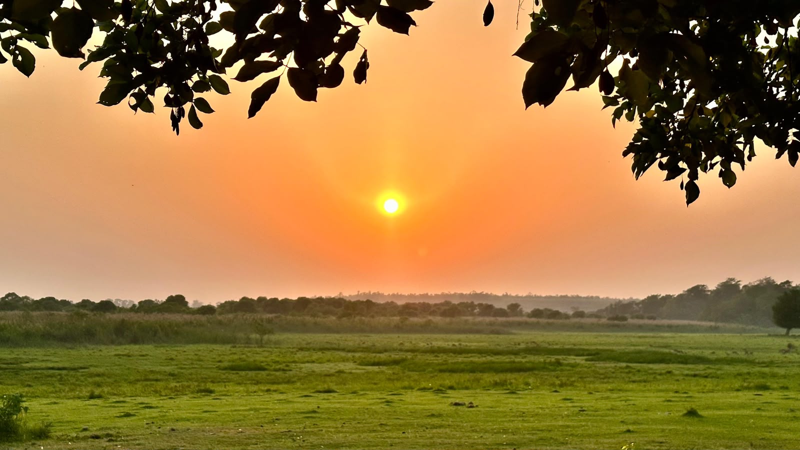 Afternoon Sunset Safari